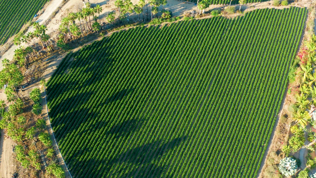 Aerial frame from Todos Santos showing parallel green agricultural rows filling the view, with dark tree shadows stretching across the crops and the dirt road still visible along the border, no visible people.