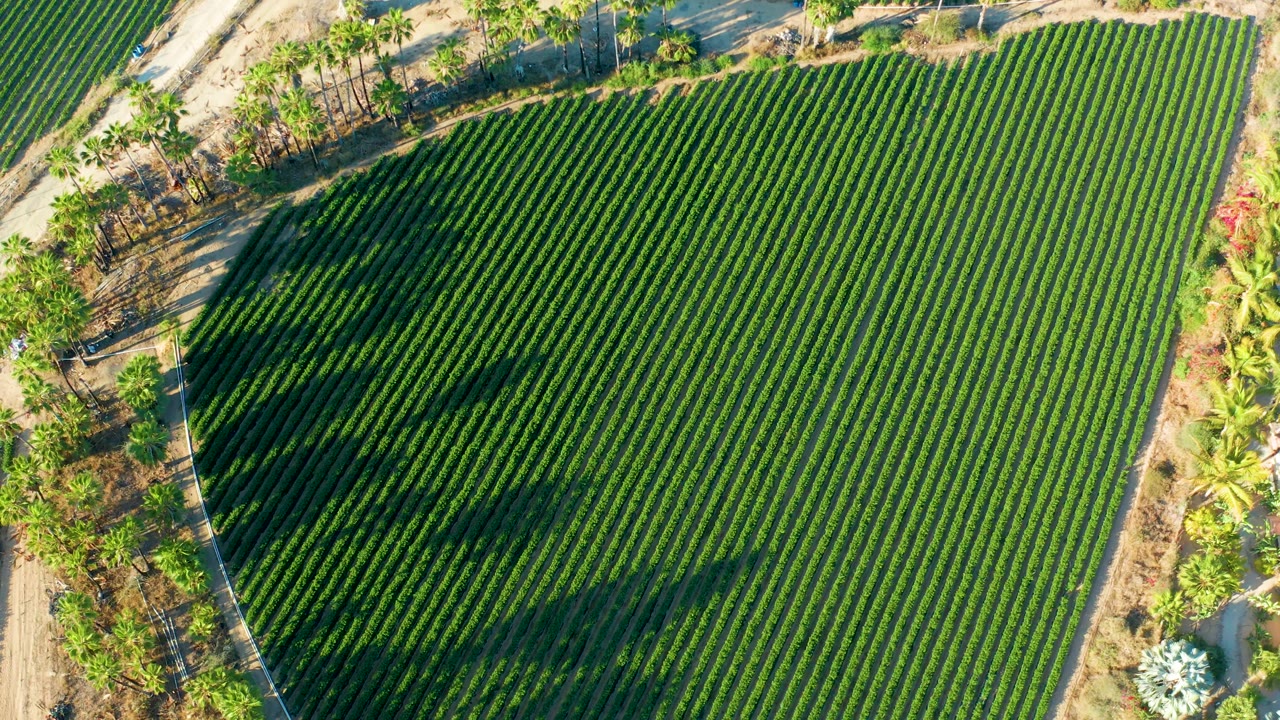 Top-down view in Todos Santos with tightly spaced crop rows, a curved edge near dry roadside ground, and trees casting broad dark shapes over the green field, with no visible people.