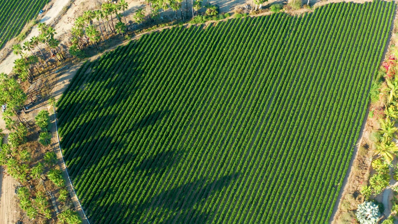 Green agricultural rows with dark shadows across the field.