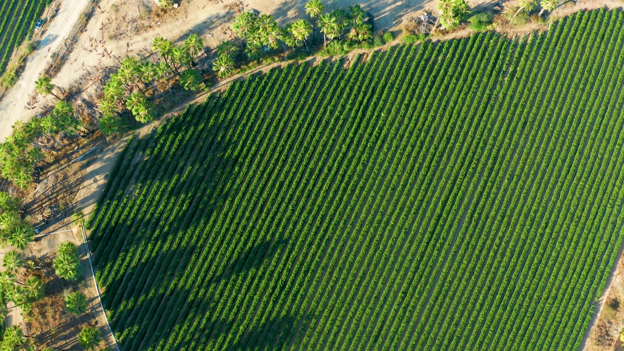 Aerial frame over Todos Santos farmland with dense green rows filling the right side and a sandy road corridor with trees along the left edge, with no visible people.
