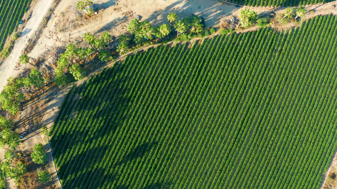 Top-down view in Todos Santos showing parallel green crop rows, a pale dirt road near the upper edge, small trees, and angled shadows, with no visible people.