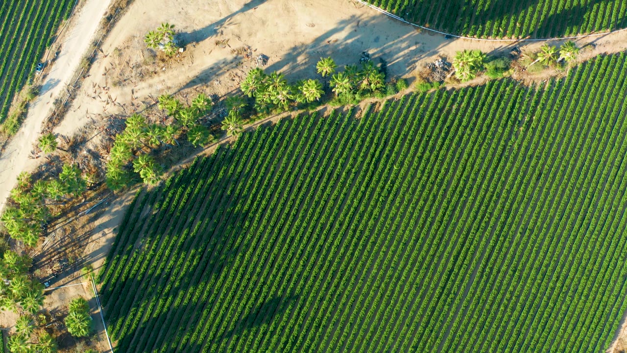 Aerial view of green crop rows curving around a sandy field margin beside a dirt road and a line of trees in Todos Santos, with no visible people.