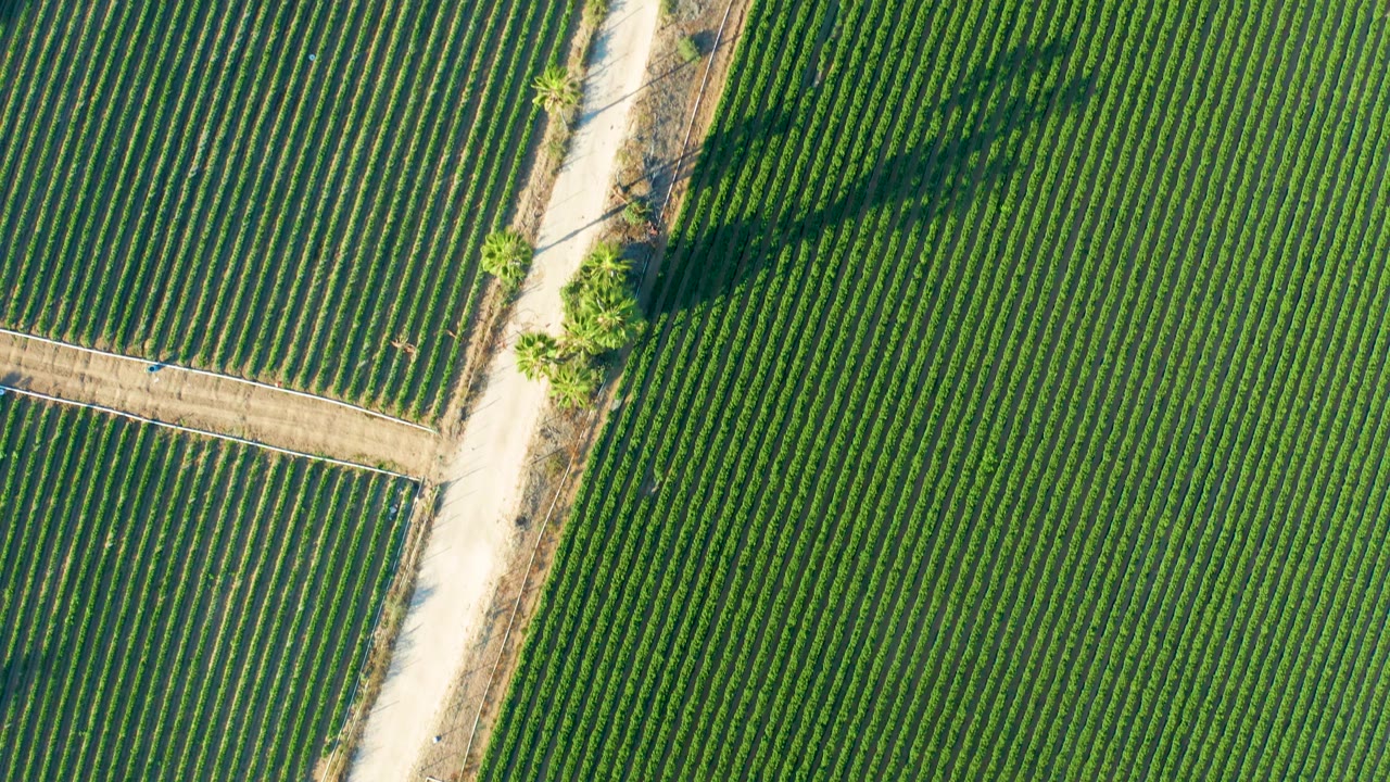 Top-down view of green crop rows in Todos Santos, Baja California Sur, with pale dirt roads, scattered trees, long shadows, and no visible people.