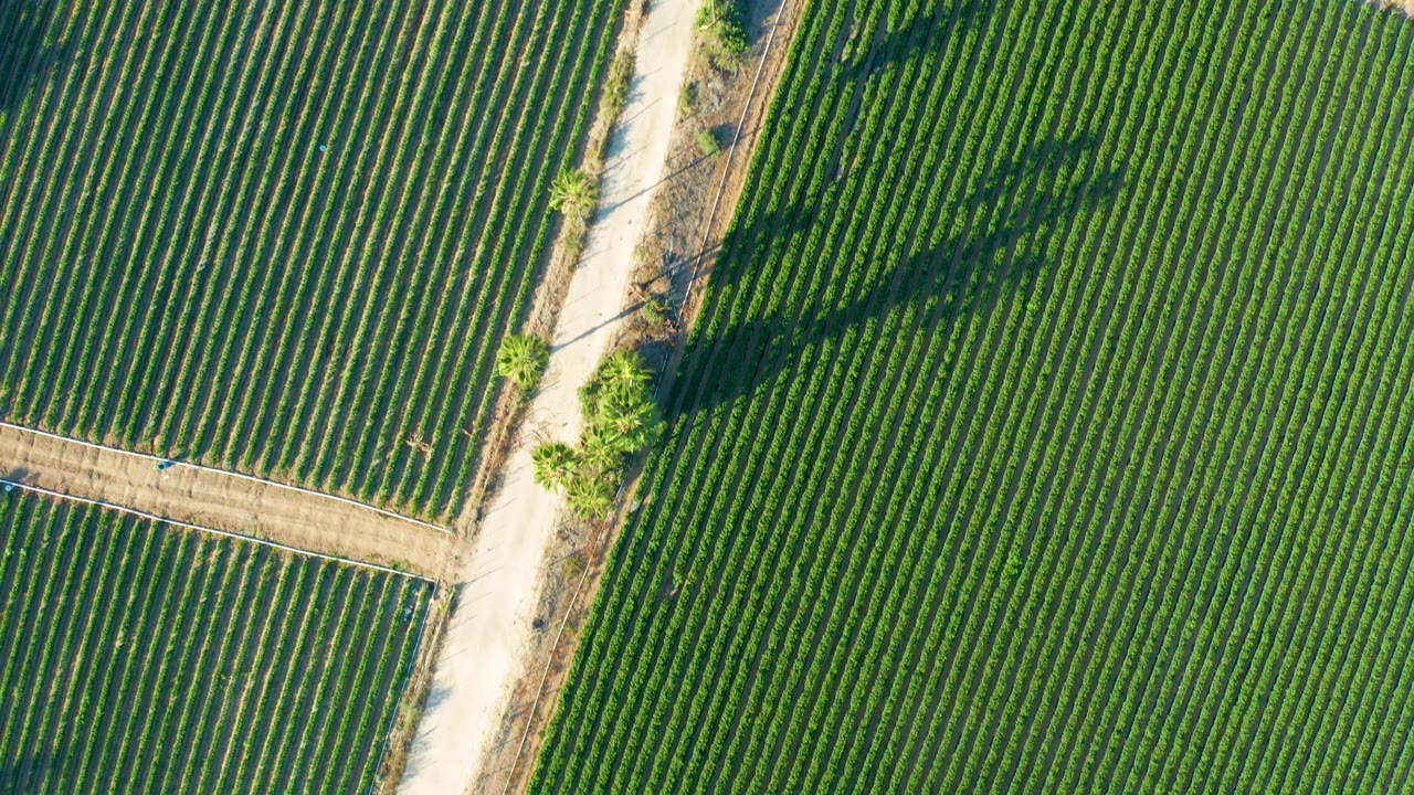 Top-down Todos Santos farmland frame with tightly spaced green rows, a diagonal dirt road strip, tree canopies, and no visible people.