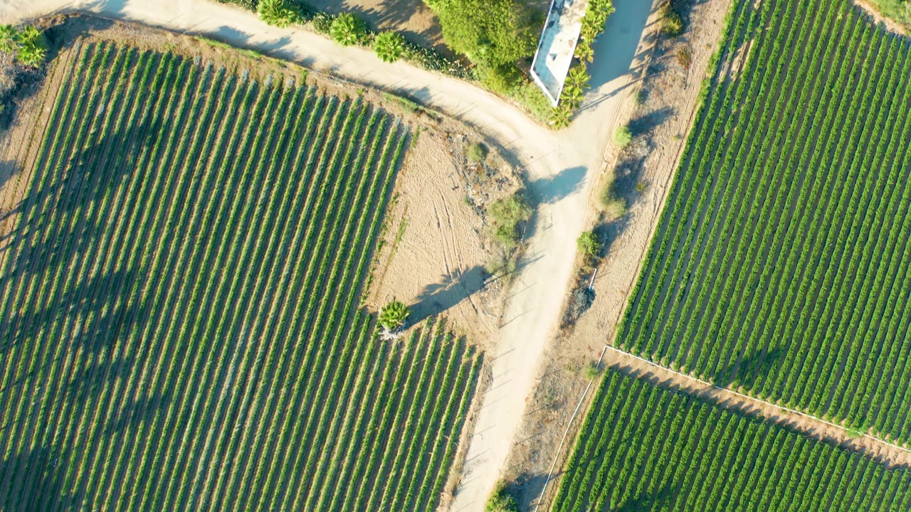 Overhead view in Todos Santos, Baja California Sur, with dense green crop rows, tan field edges, a pale dirt road, tree shadows, and no visible people.