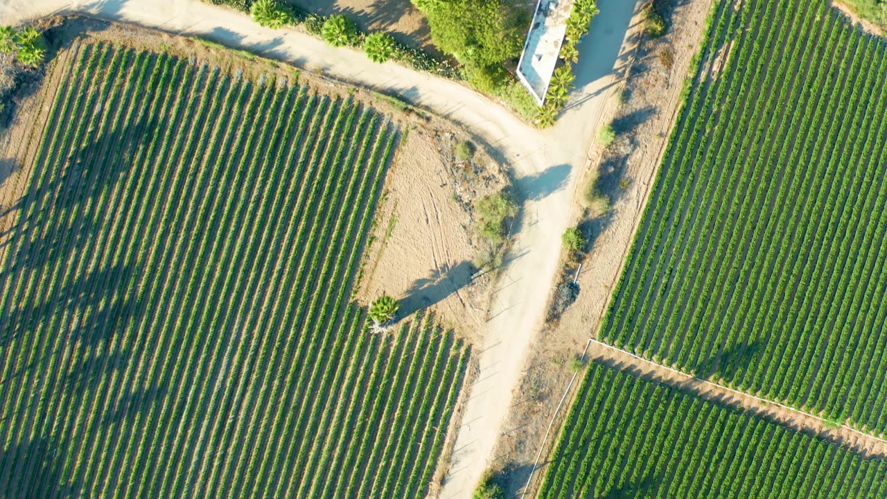 Crop fields split by a dirt road and dry ground