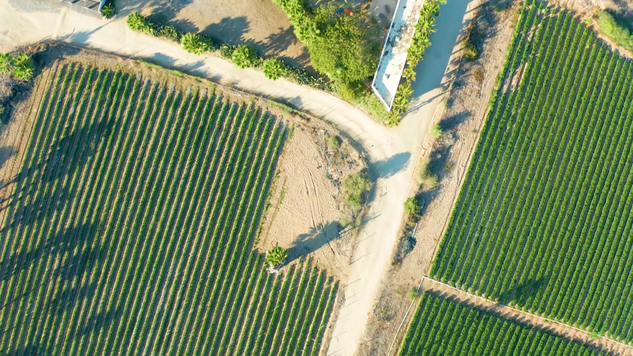 High overhead view in Todos Santos with crop rows, a pale road junction, trees, small white-roofed buildings at the edge of frame, and no visible people.