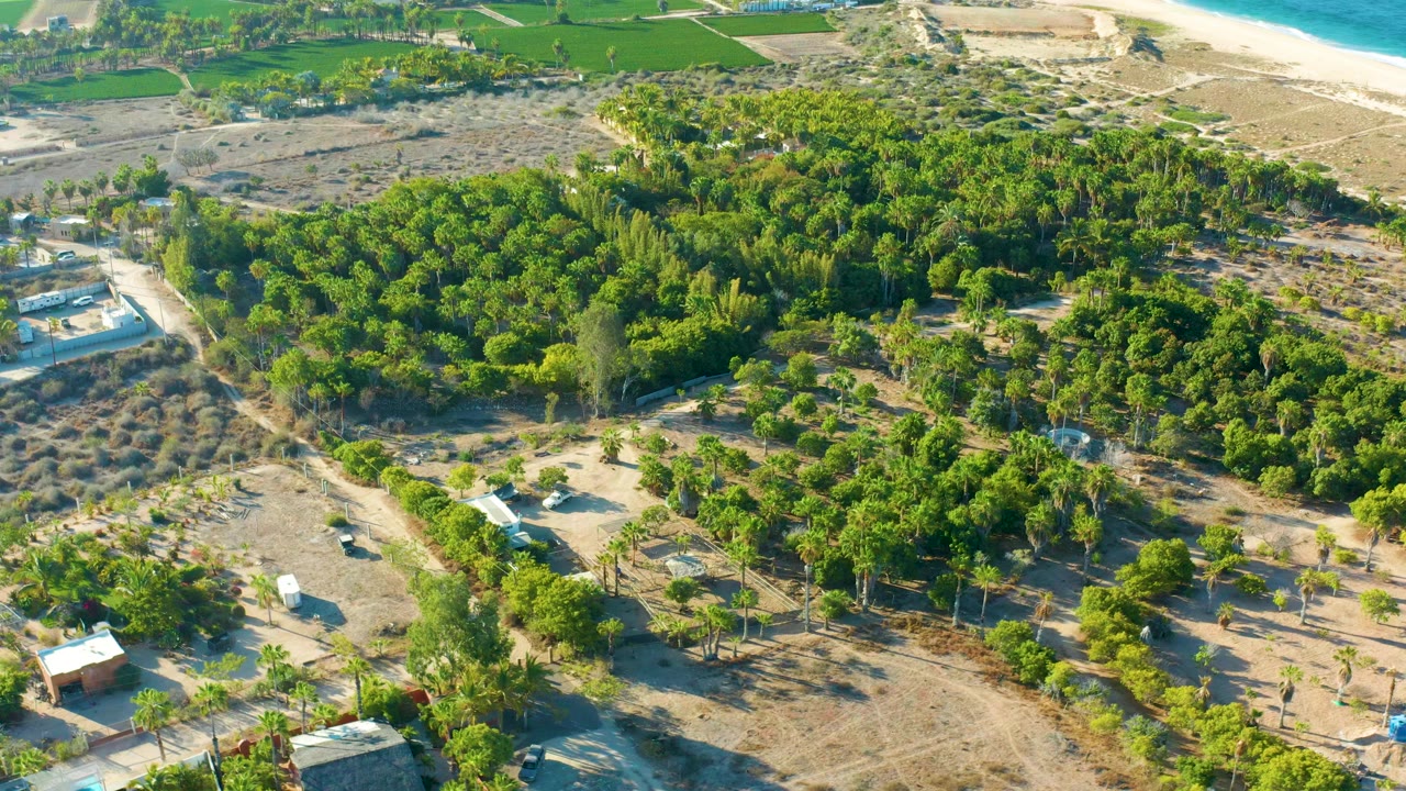 High aerial frame over Todos Santos, Baja California Sur, with dense green trees, sandy tracks, small buildings, beach, ocean, and no visible people.