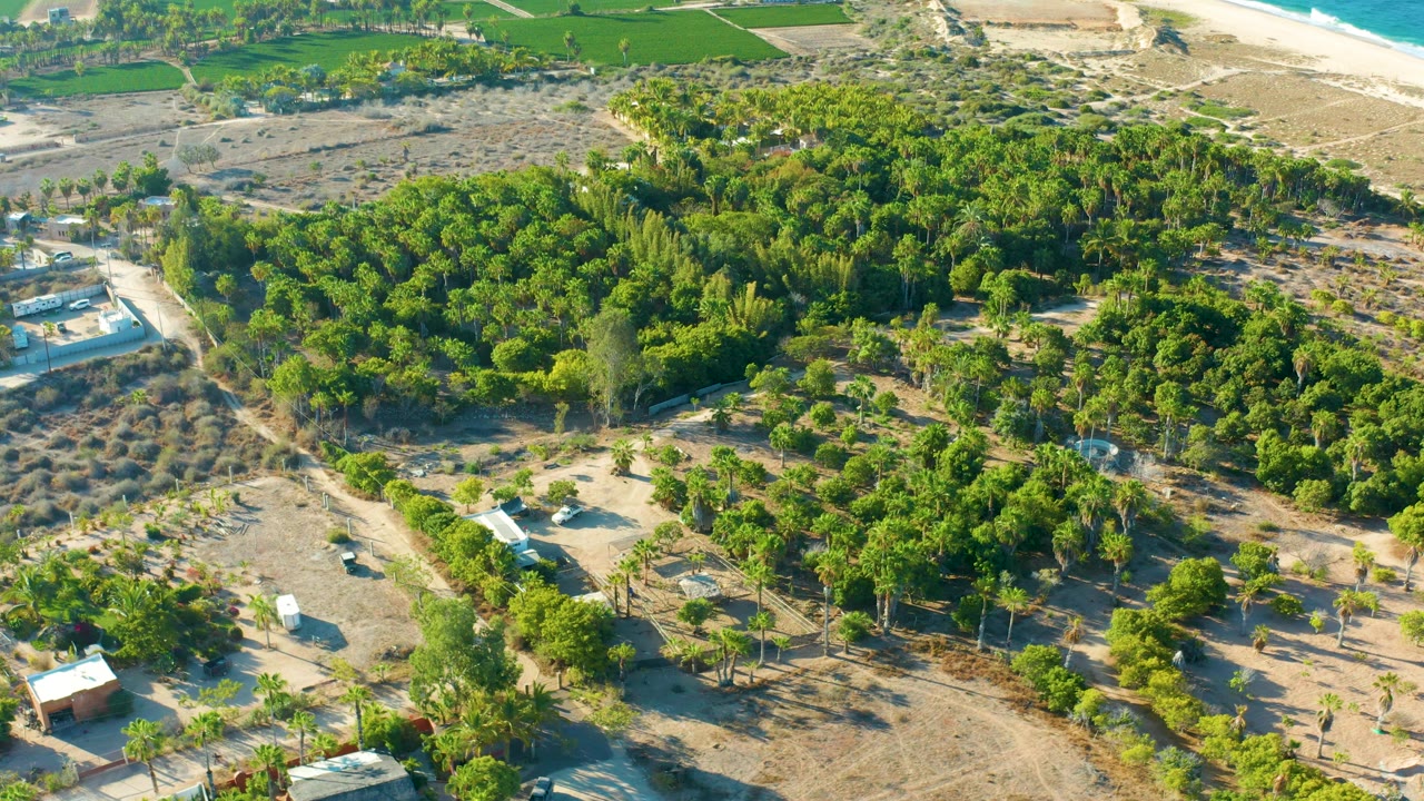 Aerial view over Todos Santos with a large block of green trees, dry open ground and paths in the lower frame, small structures at the edges, fields and a strip of beach near the horizon, and no visible people.