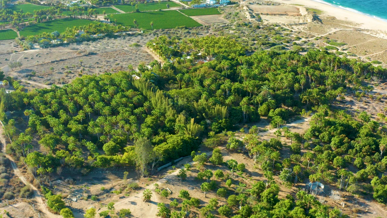 Aerial frame over dense green forest in Todos Santos, Baja California Sur, with dry scrubland, agricultural fields, pale beach sand, blue ocean, and no visible people.