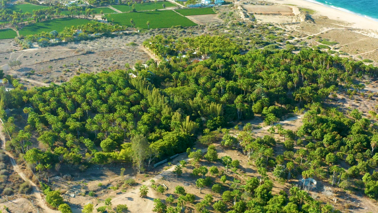 Aerial view in Todos Santos showing the forest canopy centered below dry open land, green fields, a strip of beach, ocean water, and no visible people.