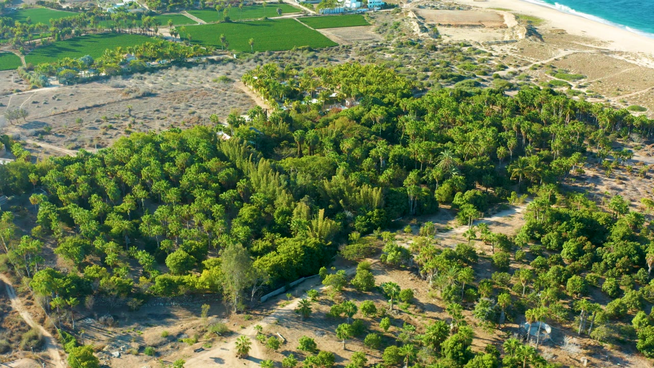 High aerial frame of dense vegetation in Todos Santos, Baja California Sur, with dry sandy terrain, faint dirt routes, distant fields, a narrow beach edge, ocean, and no visible people.