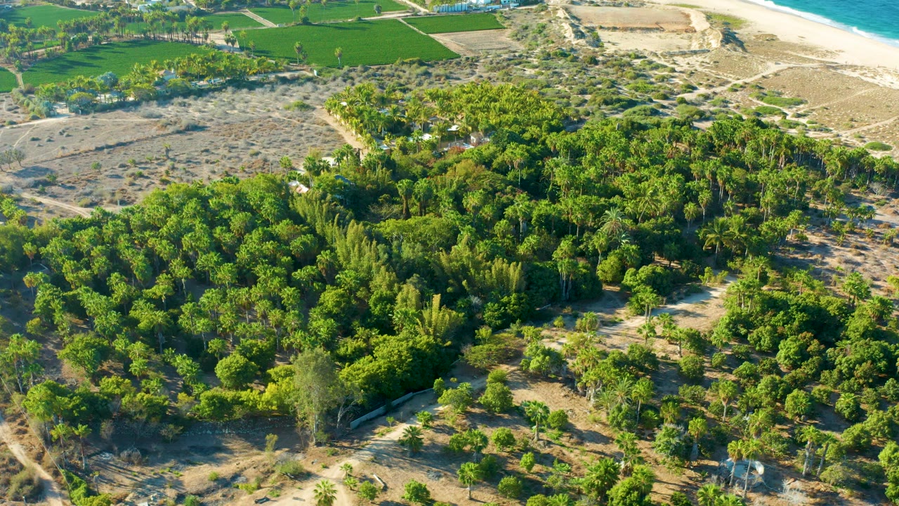 Aerial view over the Todos Santos forest canopy, with dry land and field edges in the background, sandy paths crossing the vegetation, and no visible people.