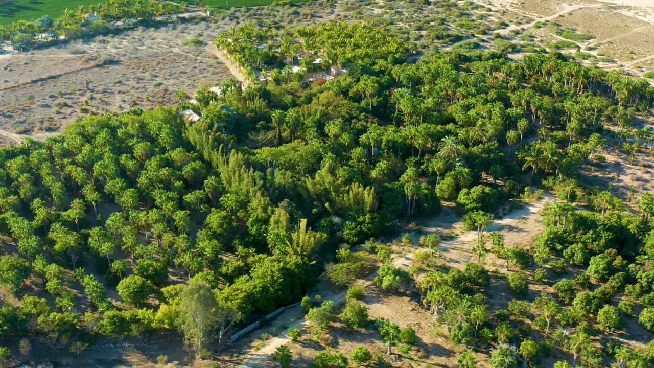 Aerial view of dense green trees beside sandy scrubland.