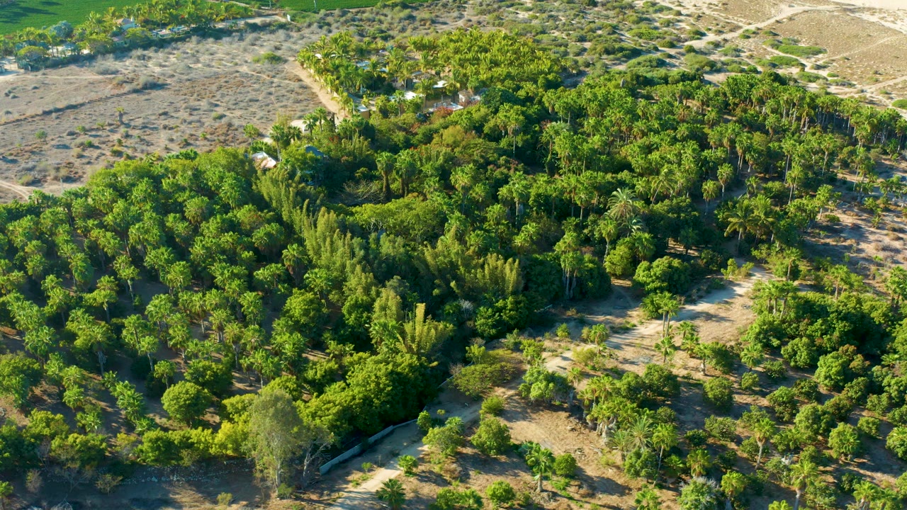 Elevated view in Todos Santos, Baja California Sur, with thick green vegetation across the center, sandy open ground below, and a few small pale structures partly visible among trees, with no visible people.