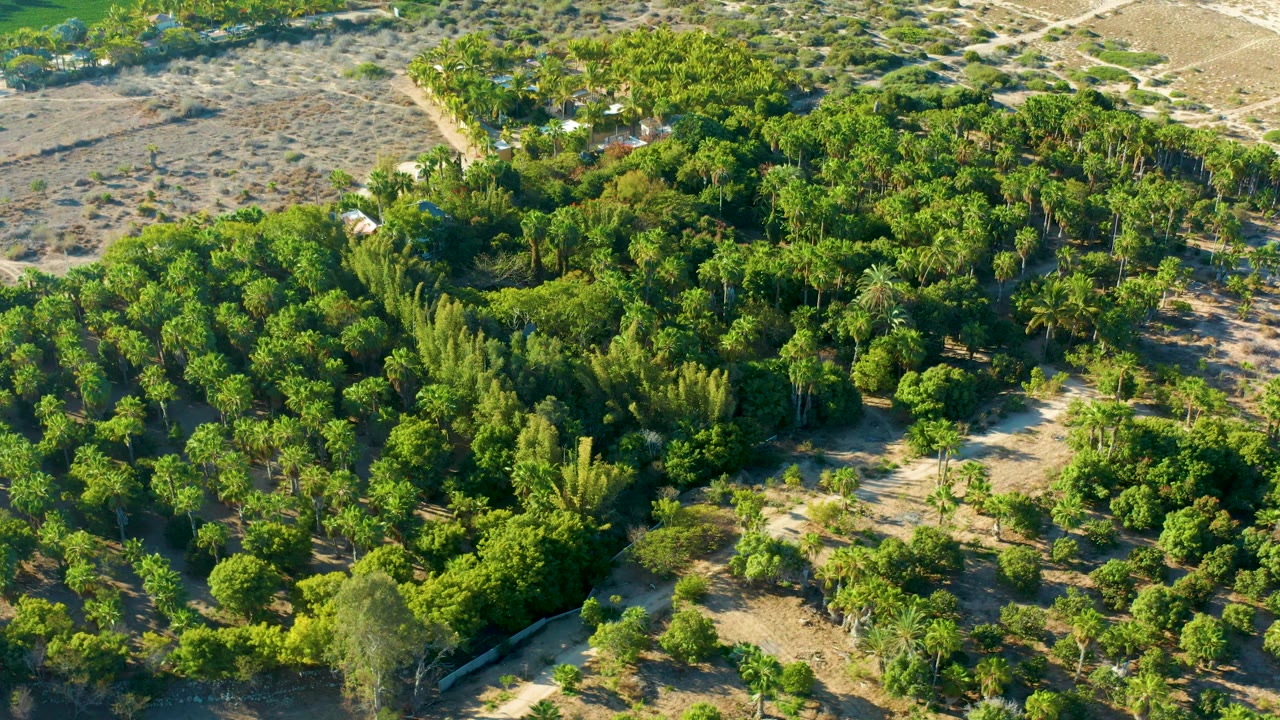 Aerial frame from Todos Santos, Baja California Sur, looking across a dense green grove with palms, dirt paths, sandy patches, and dry scrub terrain around the upper edge, with no visible people.