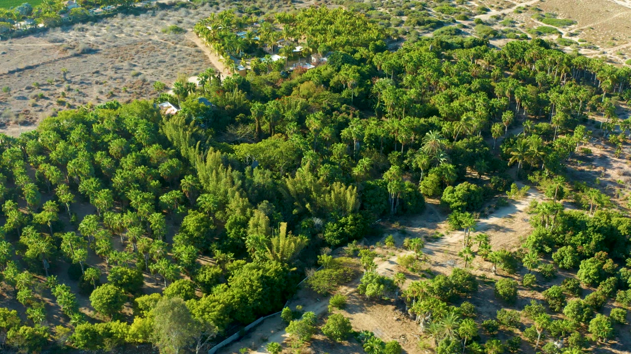 Overhead-leaning drone view in Todos Santos, Baja California Sur, with dense trees filling the frame, sandy clearings near the bottom, and dry brush beyond the upper tree line, with no visible people.