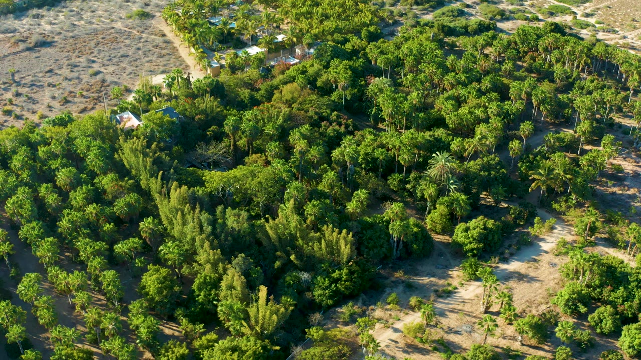 Overhead drone view of green canopy with sandy clearings and paths.