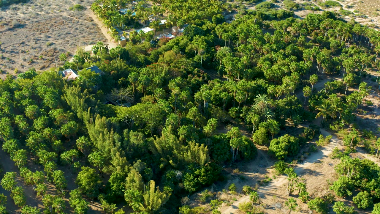 Todos Santos, Baja California Sur view with layered green treetops, sandy paths running through the vegetation, small light roofs near the edge, and no visible people.