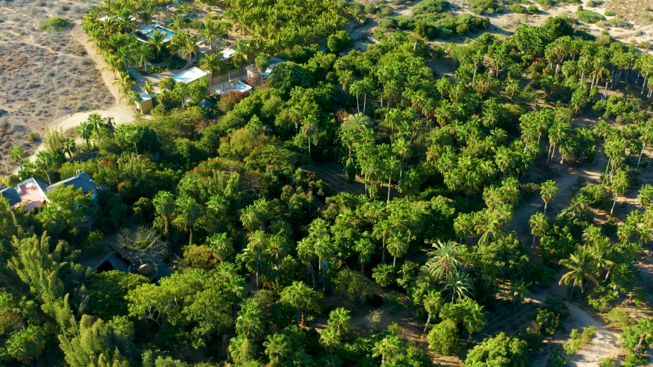 Opening overhead frame in Todos Santos, Baja California Sur, showing dense green canopy, palms, sandy paths, dry scrub, scattered small buildings, and no visible people.