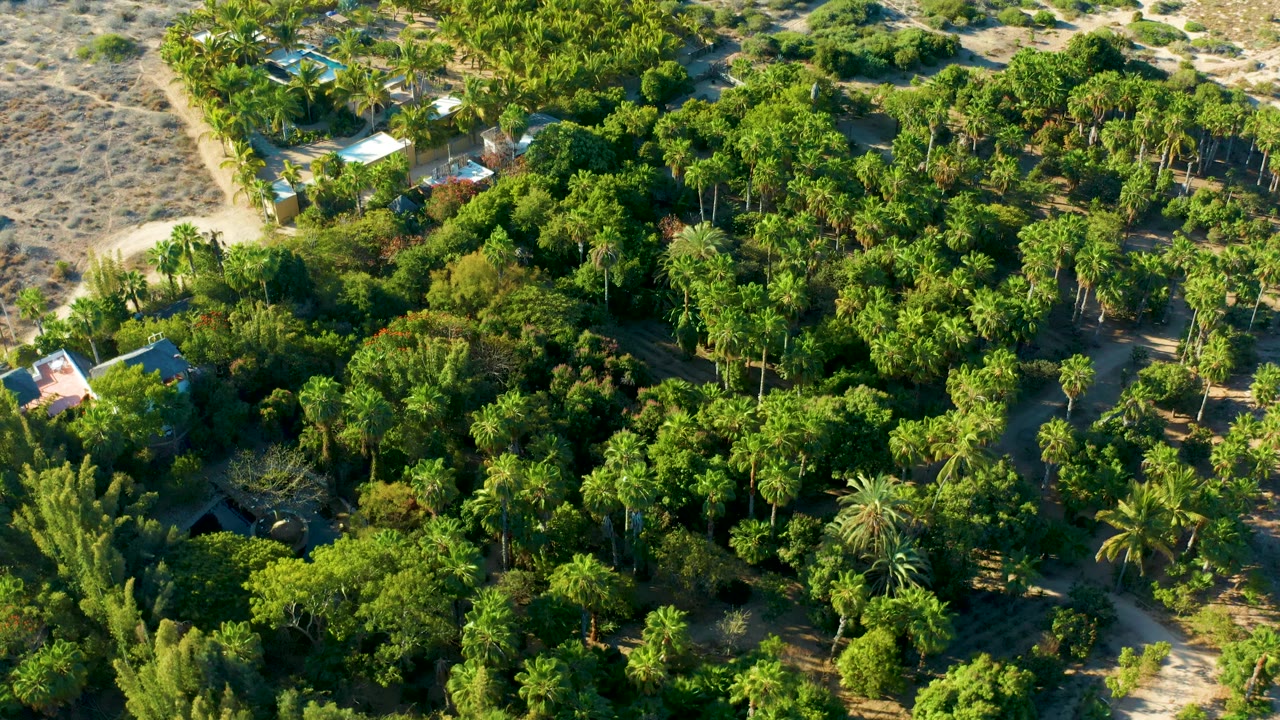 Aerial canopy view with palms, sandy tracks, dry brush, and scattered structures.