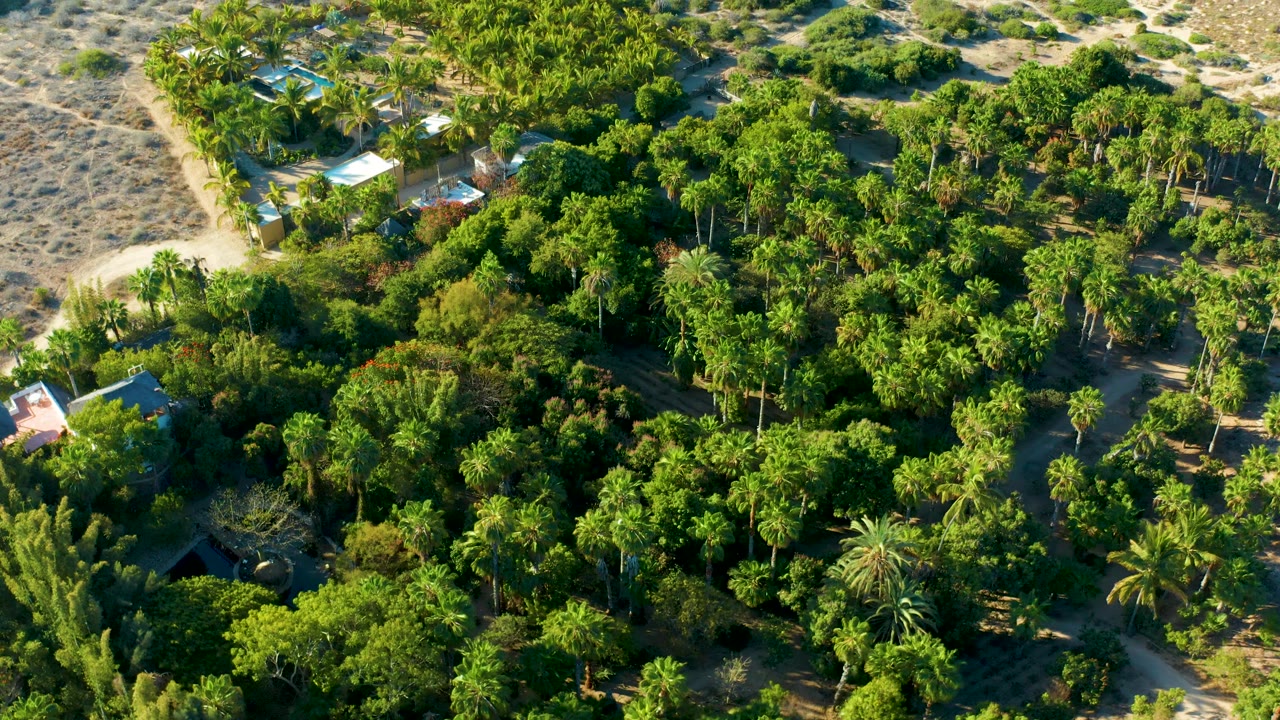 Overhead frame in Todos Santos, Baja California Sur, showing a thicker section of green trees, visible palm crowns, dry open ground beyond the canopy, nearby roofs, and no visible people.