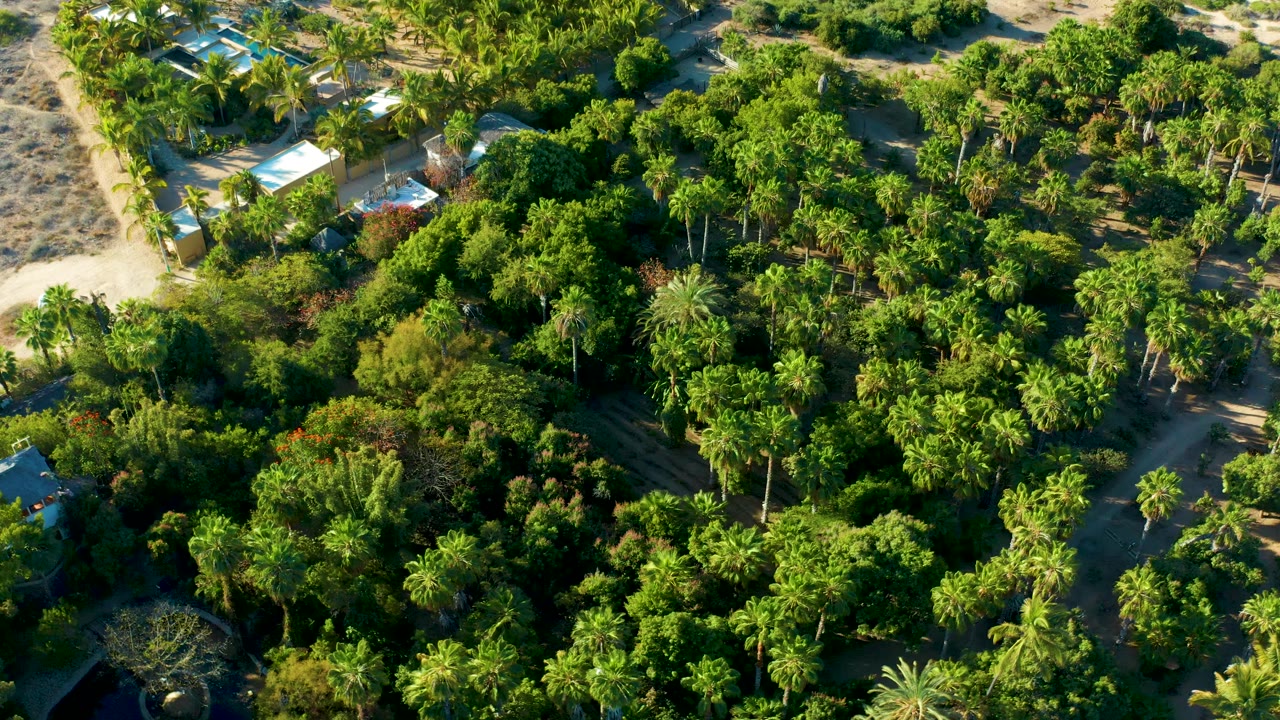 Drone view of green treetops with homes near the upper edge