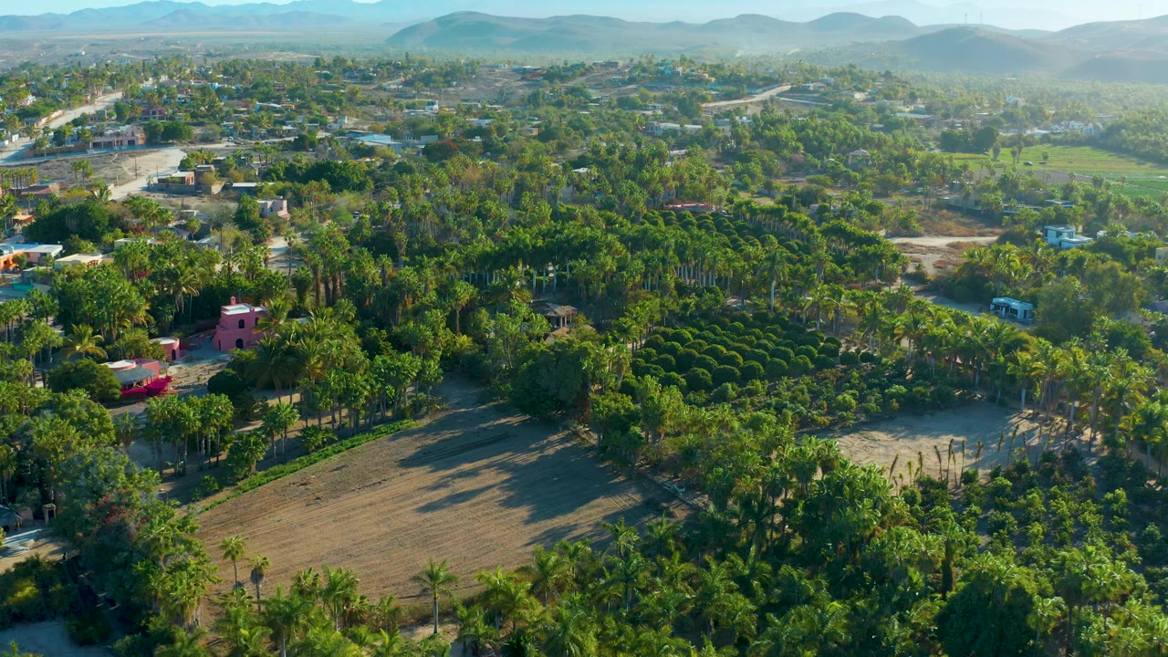 Elevated Todos Santos frame with rounded orchard rows, palms, small buildings, sunlit open fields, distant mountains, and no visible people.