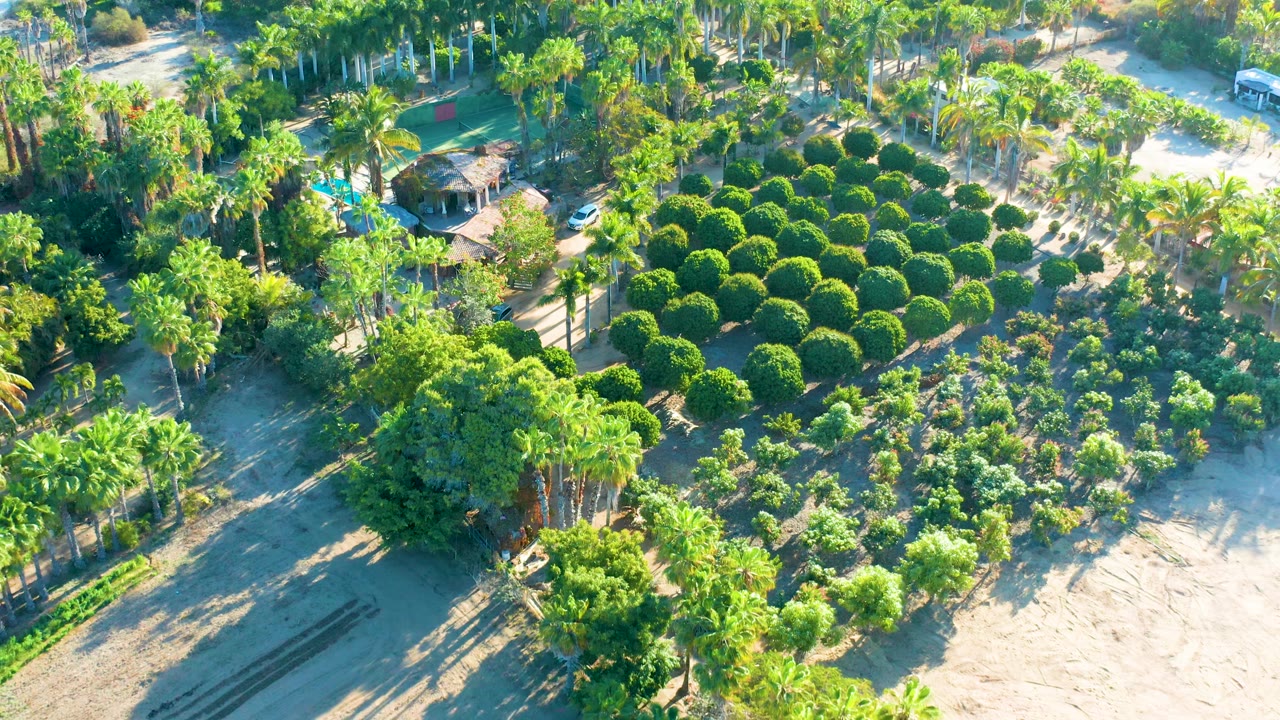 Aerial frame in Todos Santos, Baja California Sur, showing palms around round green plantings, a pale dirt road near the top, small structures, and no visible people.