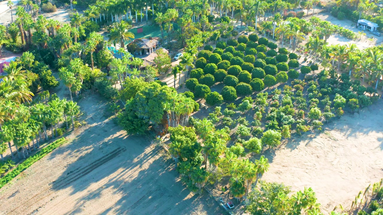 Higher aerial view of a green residential planting area with palms and dirt roads.