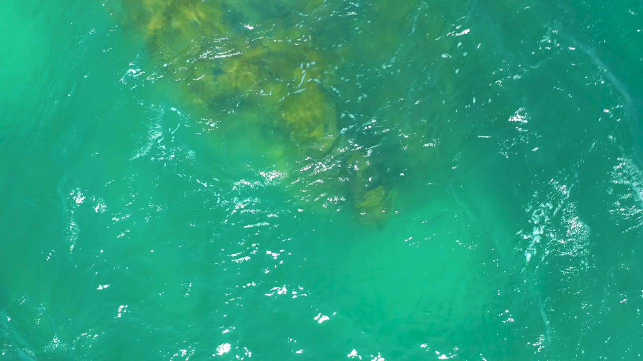Large brown-green kelp patch drifting through bright turquoise water.