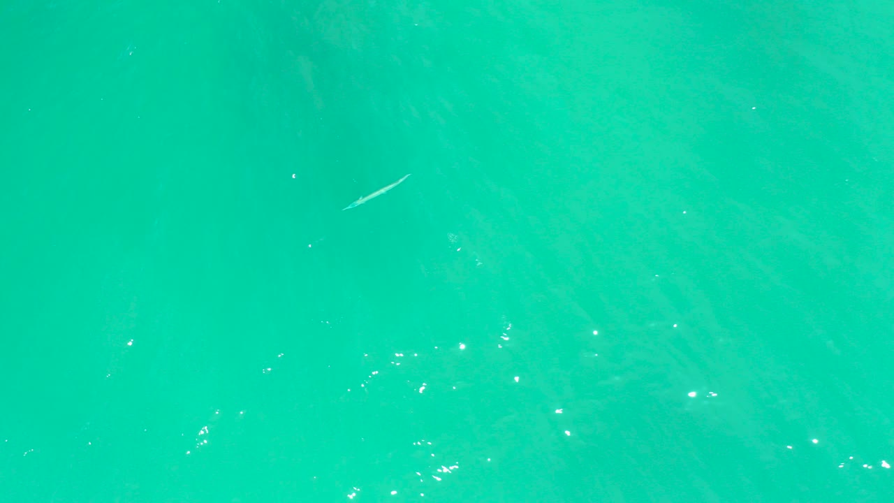 A pale fish appears near the upper portion of clear turquoise water at Dreams Los Cabos, with scattered sun glints on the surface and no visible people.