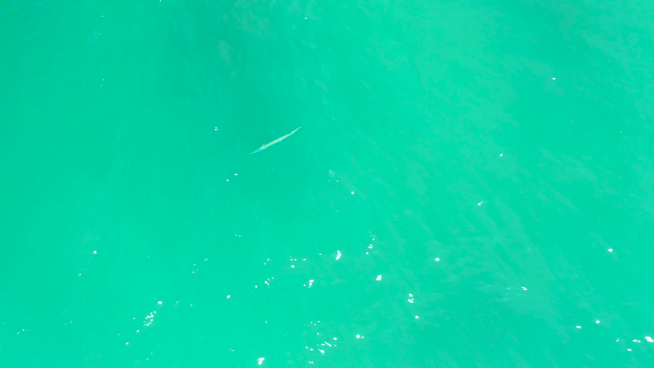 The fish remains near the upper center of the overhead frame in clear turquoise water at Dreams Los Cabos, with fine ripples and no visible people.