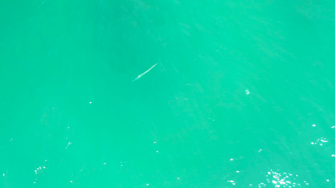 A small pale fish is visible near the upper area of the overhead turquoise water view at Dreams Los Cabos, with bright surface highlights and no visible people.