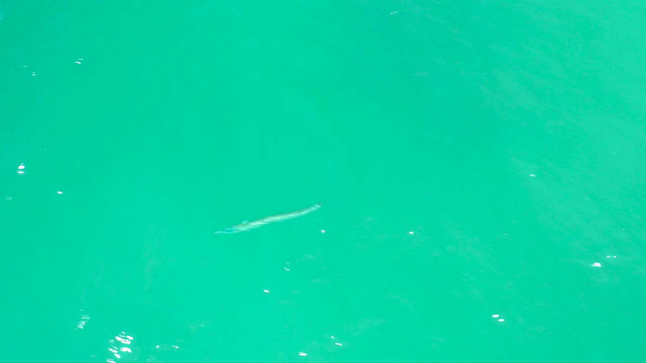 Small fish near the surface of turquoise water