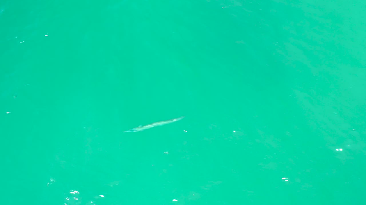 Small fish slightly right of center in clear turquoise water at Dreams Los Cabos, with faint underwater texture and no visible people.