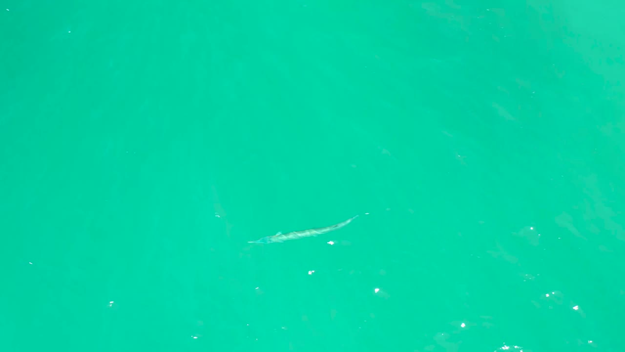 Small fish near the upper-right portion of the turquoise water frame at Dreams Los Cabos, with small bright surface reflections and no visible people.