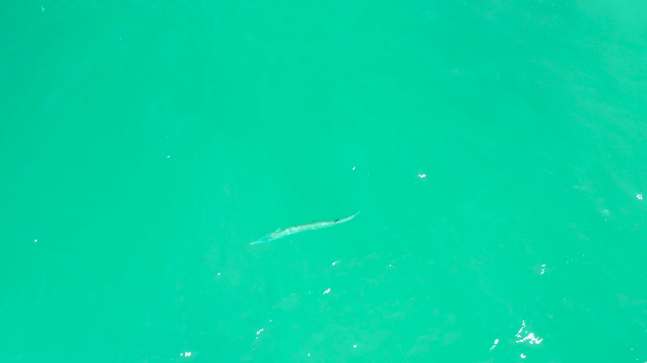 Small fish in the lower-left area of clear turquoise water at Dreams Los Cabos, with soft ripples and no visible people.