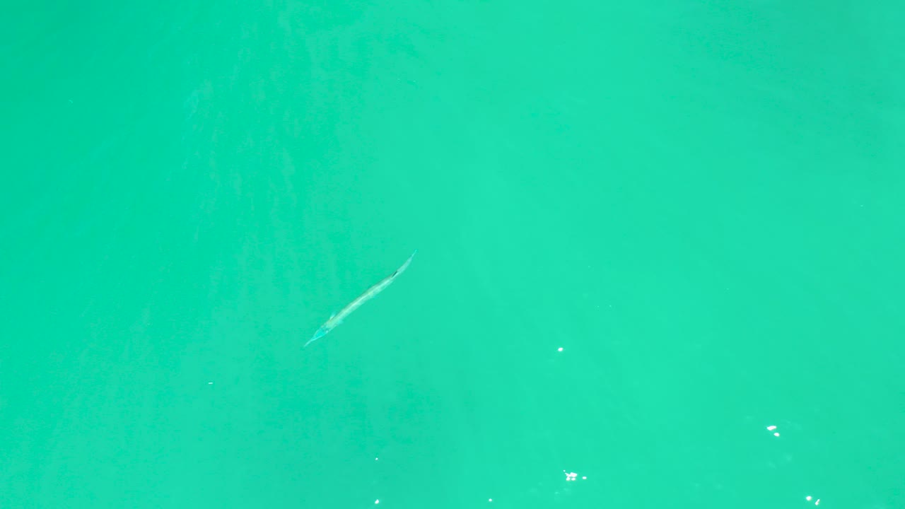 At Dreams Los Cabos, a slender pale fish appears near the upper left of clear turquoise water with faint ripples and no visible people.
