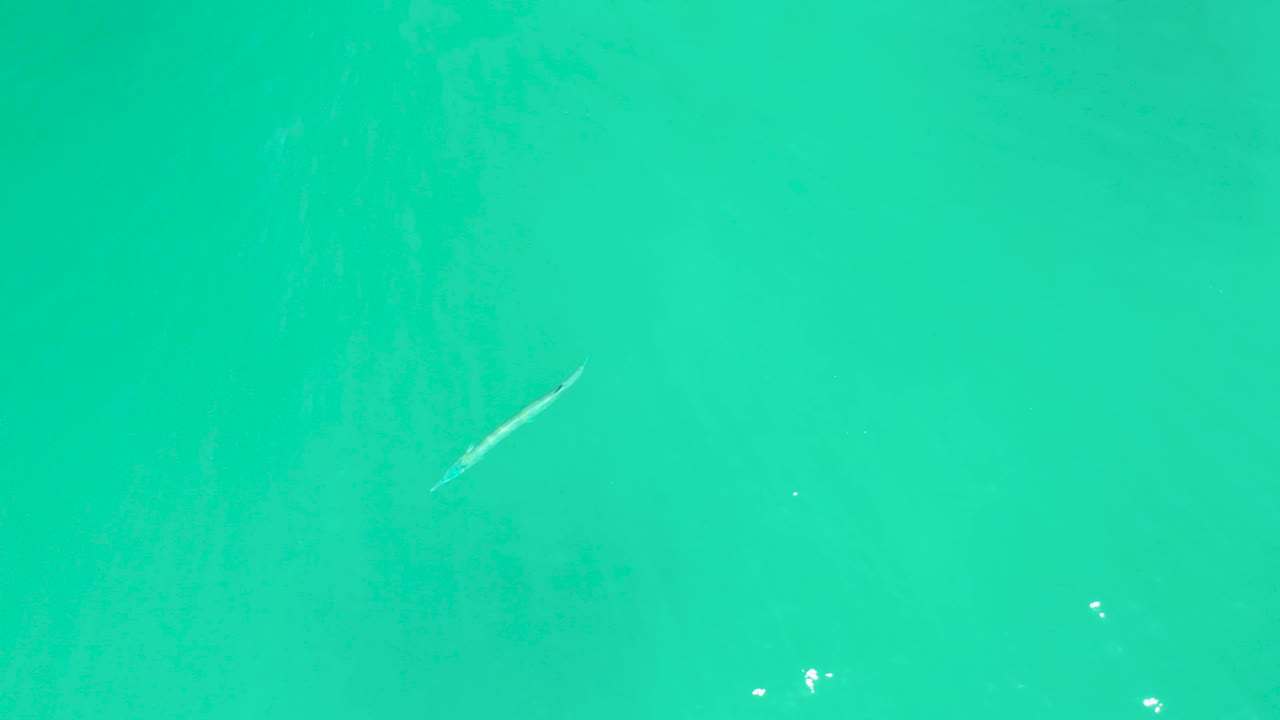 Slender fish crossing clear blue-green water.