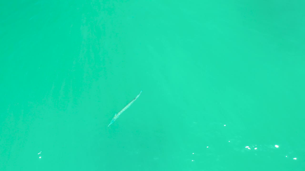 At Dreams Los Cabos, the pale fish is near the upper right of the aerial frame, surrounded by turquoise water, mild surface texture, and no visible people.