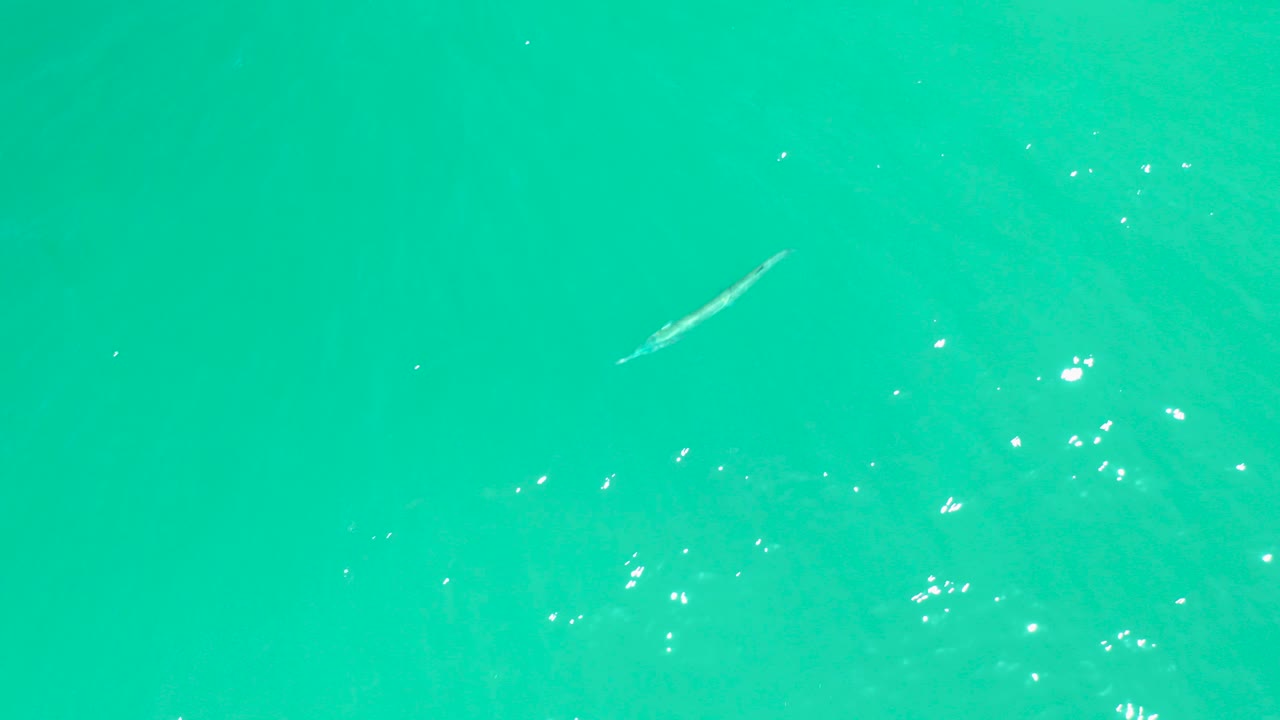 At Dreams Los Cabos in Baja California Sur, a slender pale fish appears near the upper left of clear turquoise water with scattered light reflections and no visible people.