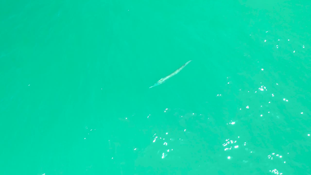 Thin fish crossing clear turquoise water near surface glints.