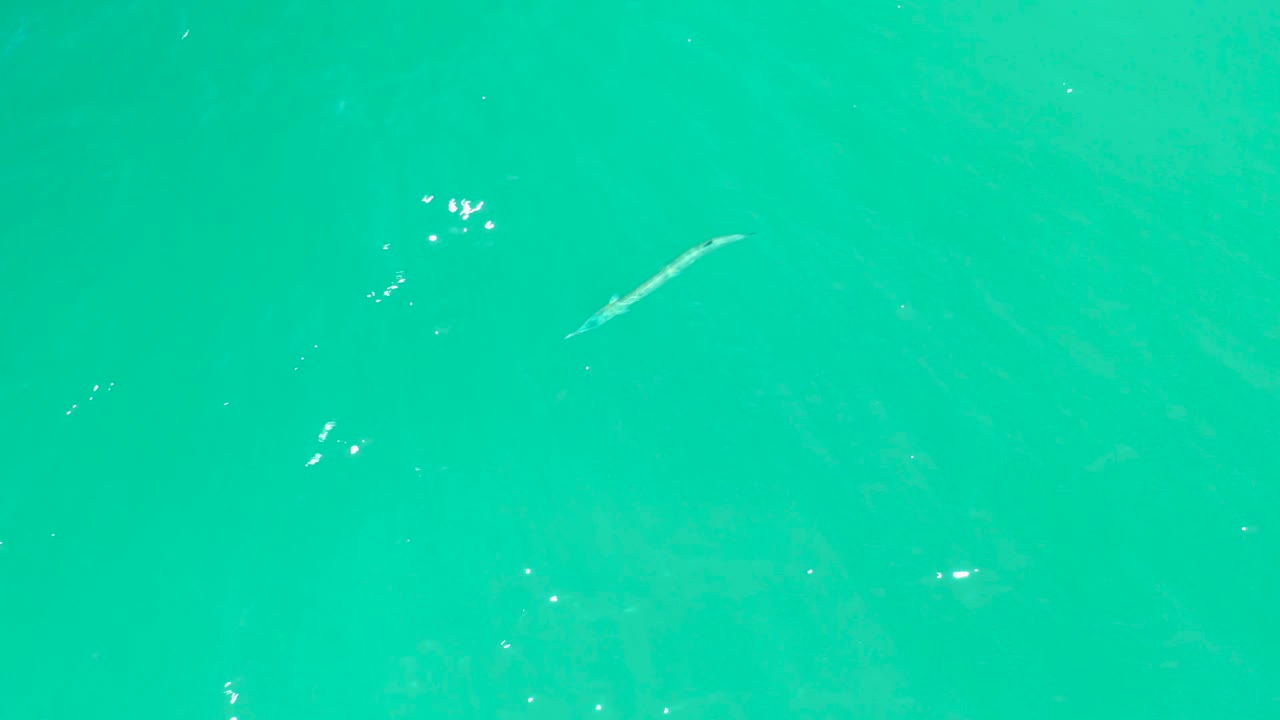 The fish is visible near the upper right of the downward-looking frame over turquoise water at Dreams Los Cabos, with faint texture and no visible people.
