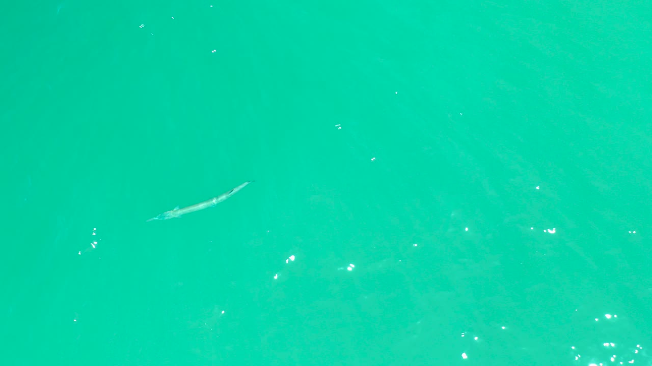 At Dreams Los Cabos in Baja California Sur, a long pale fish appears near the left side of clear turquoise water with faint ripples and no visible people.