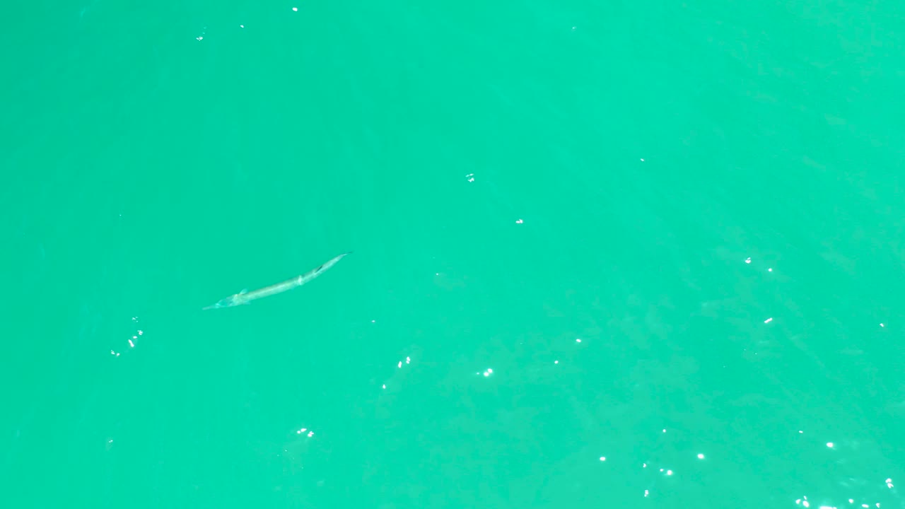 The fish has moved farther across the turquoise water, with scattered white reflections on the surface and no visible people or shoreline.
