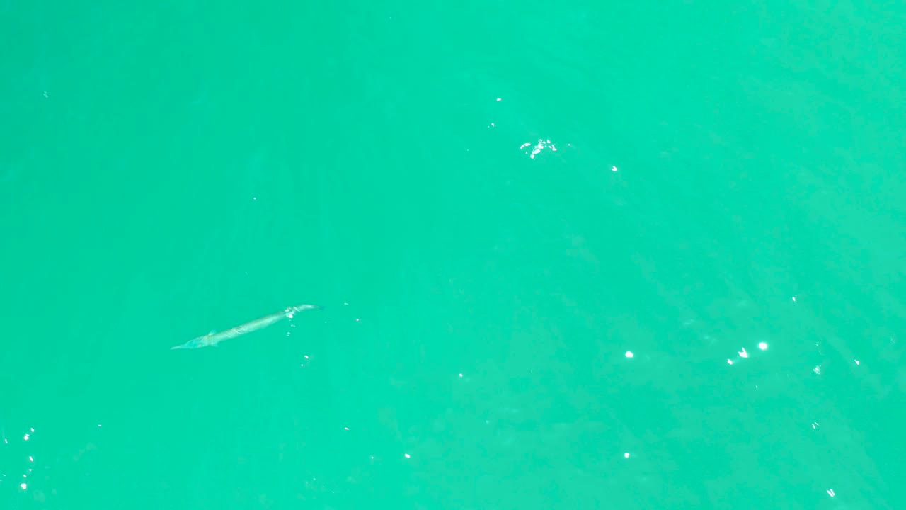 A long fish sits in the upper portion of the overhead view, surrounded by turquoise water, mild ripple texture, and small light flecks with no visible people.