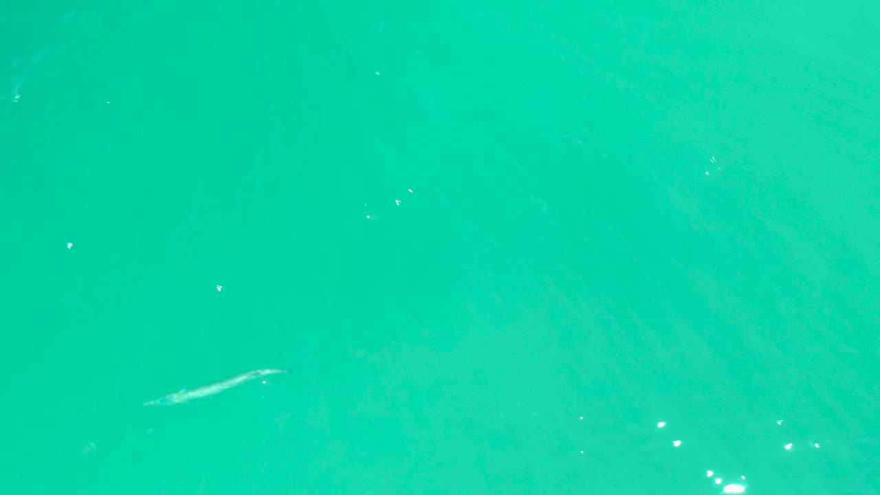 Fish near lower left in clear green-blue water.