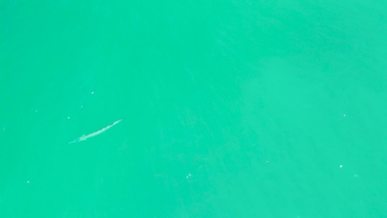 Slender fish in turquoise water