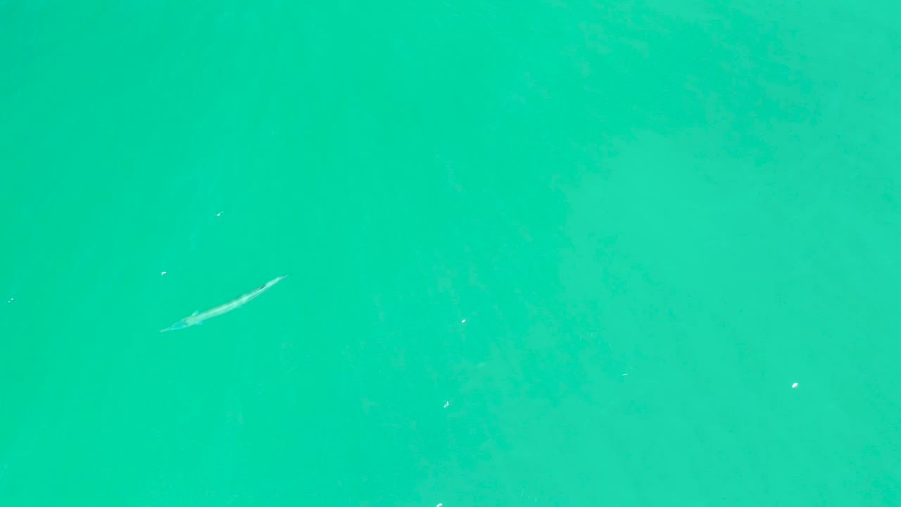The slender fish sits nearer the center of the frame in clear turquoise-green water at Dreams Los Cabos, with sparse bubbles and no visible people.